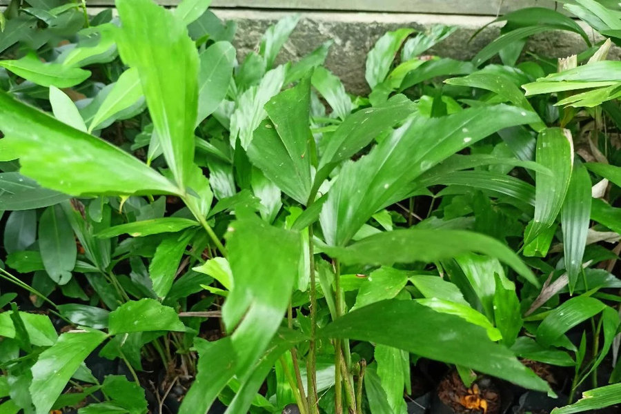 Bí quyết trồng cây đủng đỉnh