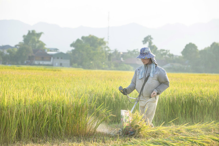 Ưu tiên nguồn lực khuyến nông cho vùng DTTS và miền núi