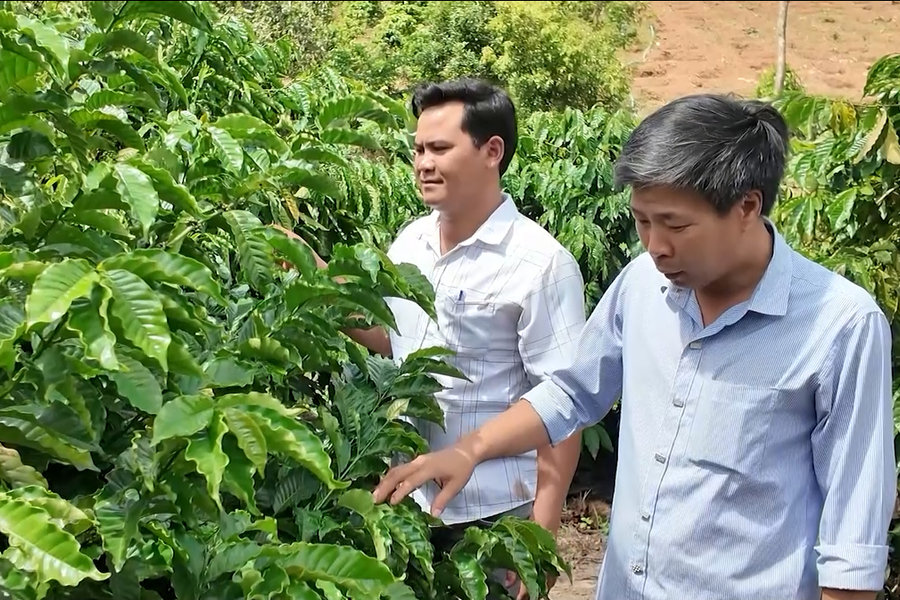 [Video] Đồng bào Xơ Đăng tự chủ, quyết tâm đổi đời từ cây cà phê
