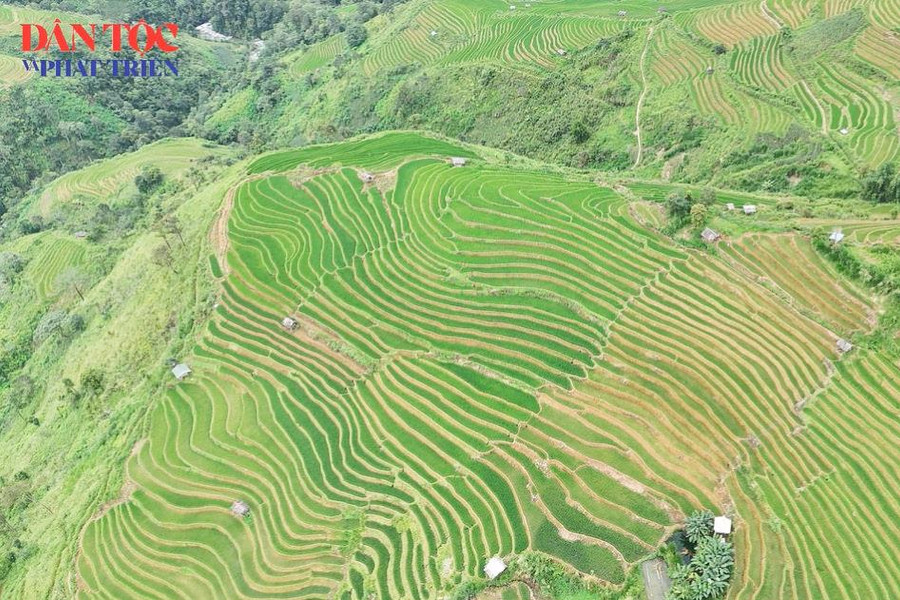 [Short Video] Màu xanh trên ruộng bậc thang