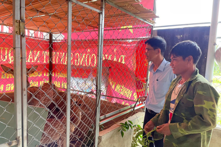 "Loài vật chỉ thấy trên tivi" thành sinh kế mới của người Gié Triêng