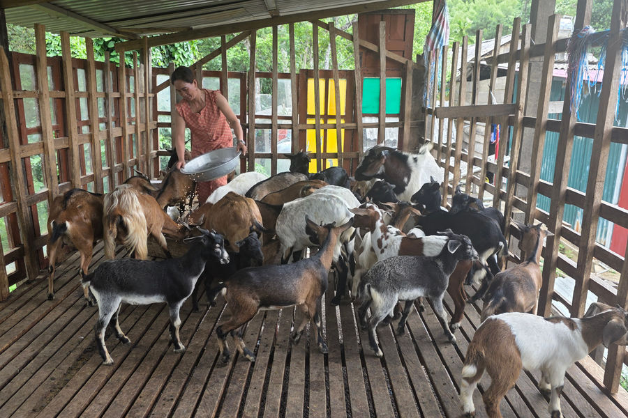 Vợ chồng người Chứt thu nhập hơn 200 triệu đồng mỗi năm từ nuôi dê lai