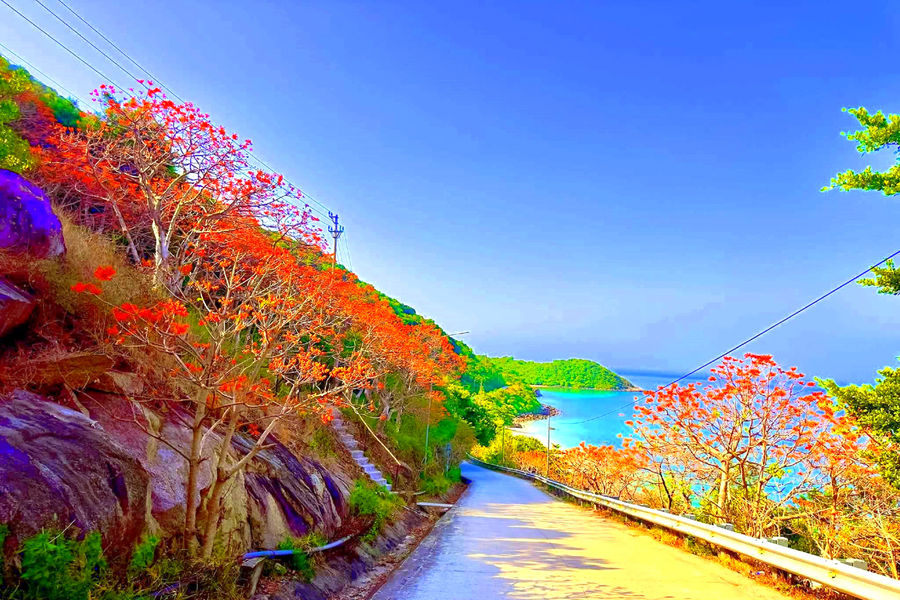 Mùa ngô đồng nhuộm đỏ Cù Lao Chàm