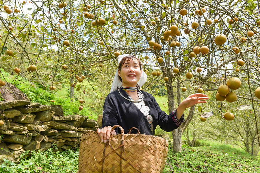 Sắp diễn ra Hội thi hái quả lê Hồng Thái