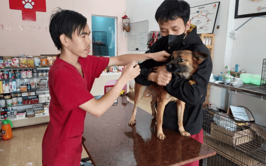 Gia Lai: Từ đầu năm đến nay, có 3 trường hợp tử vong do bệnh dại
