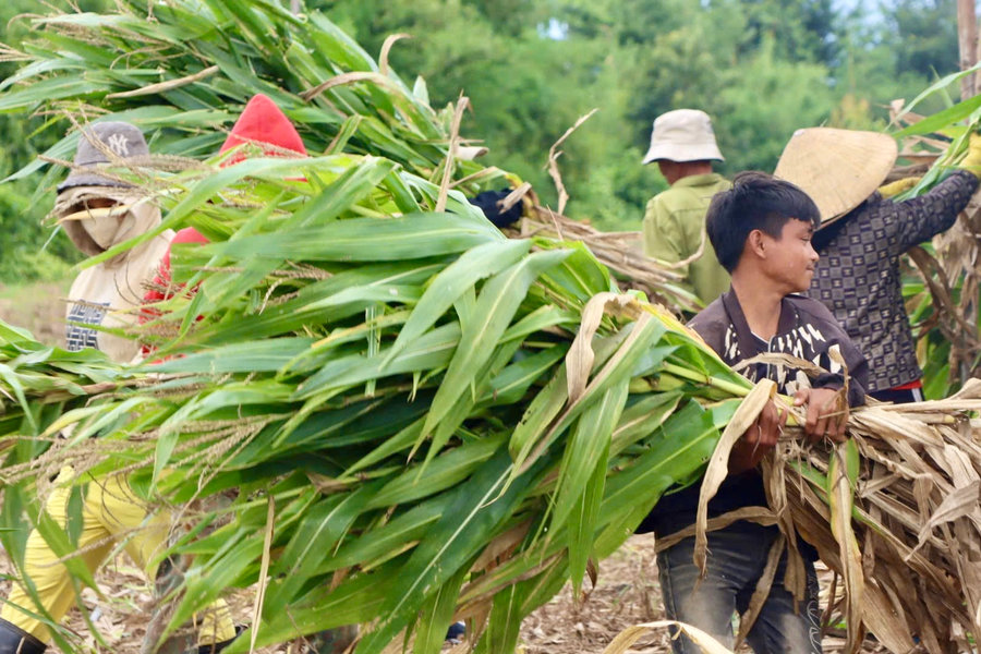 Trồng ngô sinh khối đồng bào Gia Rai phấn khởi khi thu hoạch