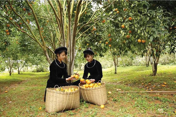 Dựng “lá chắn” sở hữu trí tuệ cho sản phẩm OCOP Cao Bằng