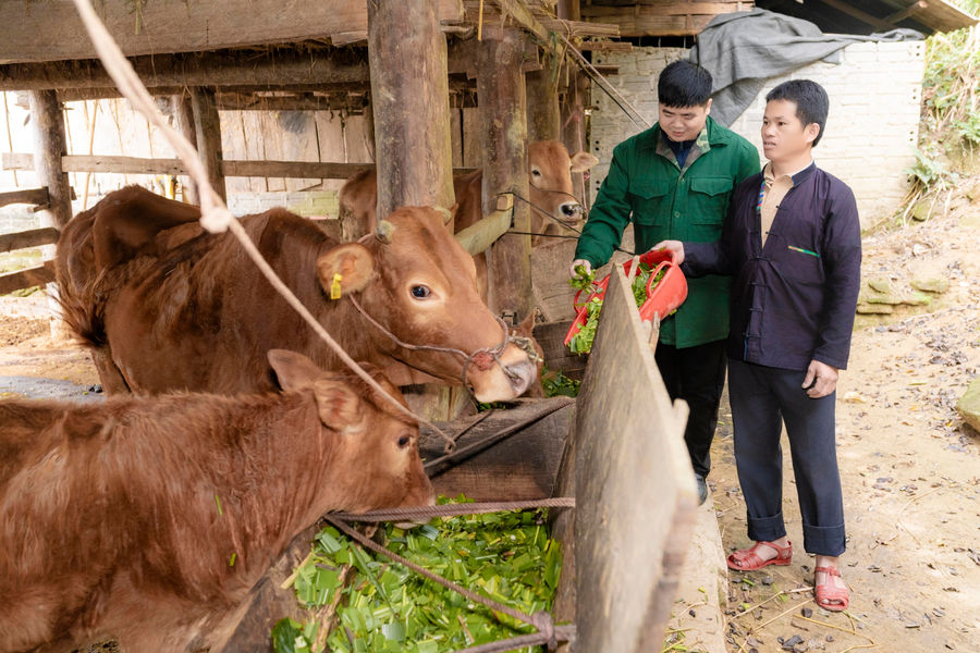 Thàng Tín (Tuyên Quang): Tạo thêm cơ hội để người dân vùng biên nâng cao thu nhập