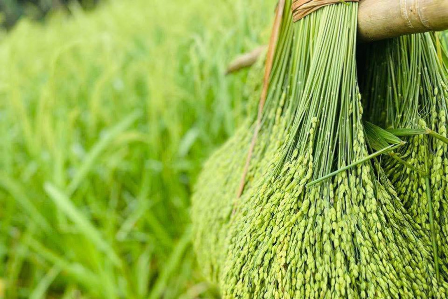 Thức quà từ nếp Khẩu Nua Lếch trứ danh