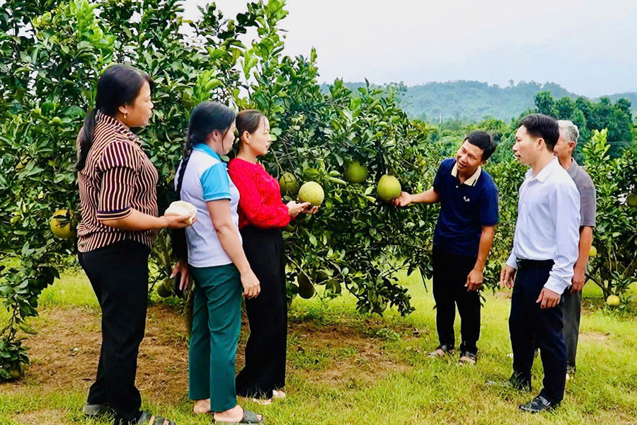 Bưởi Múc dán tem, nông dân vùng cao thu hàng trăm triệu đồng mỗi vụ